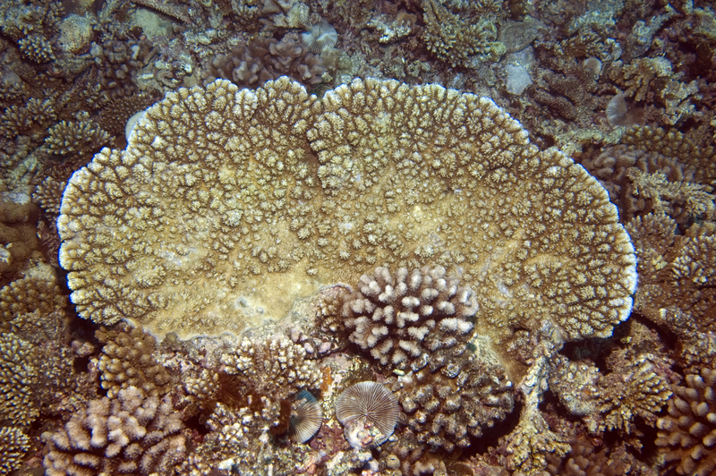 Acropora abrotanoides